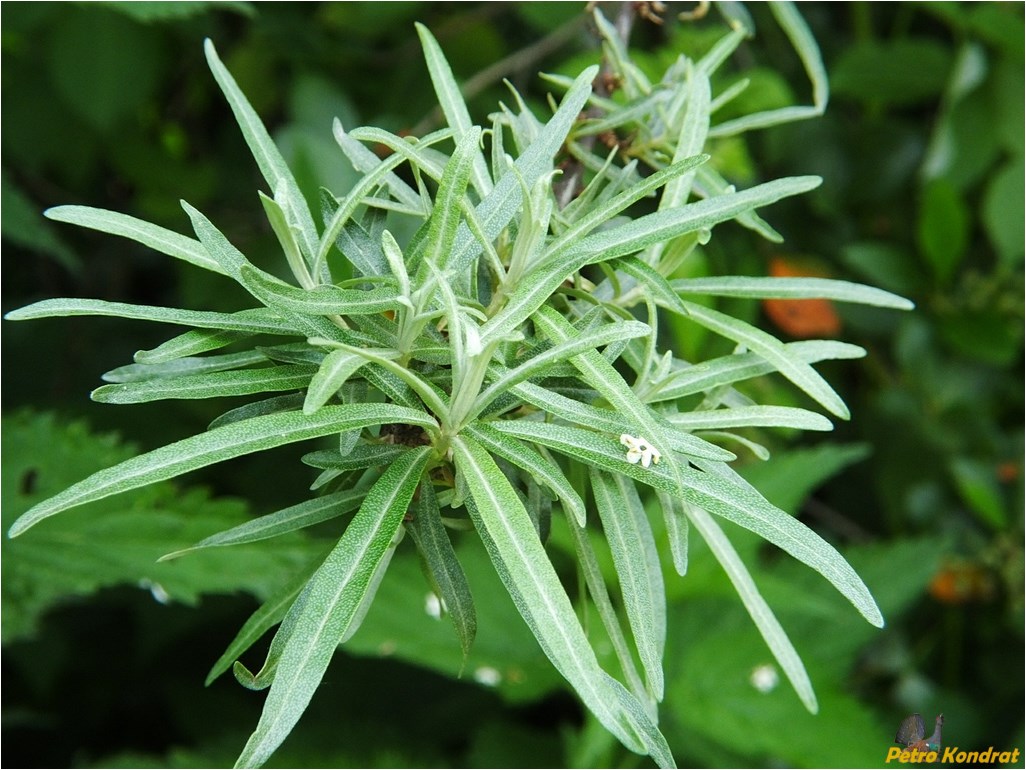 Image of Hippophae rhamnoides specimen.