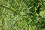 Nepeta nuda. Часть побега. Ростовская обл., Волгодонской р-н, Панский лес. 14.06.2016.