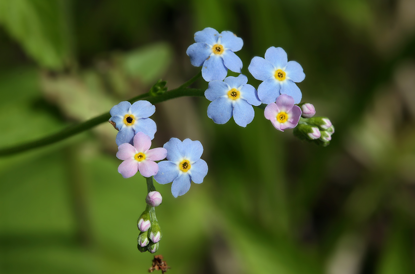 Изображение особи Myosotis palustris.