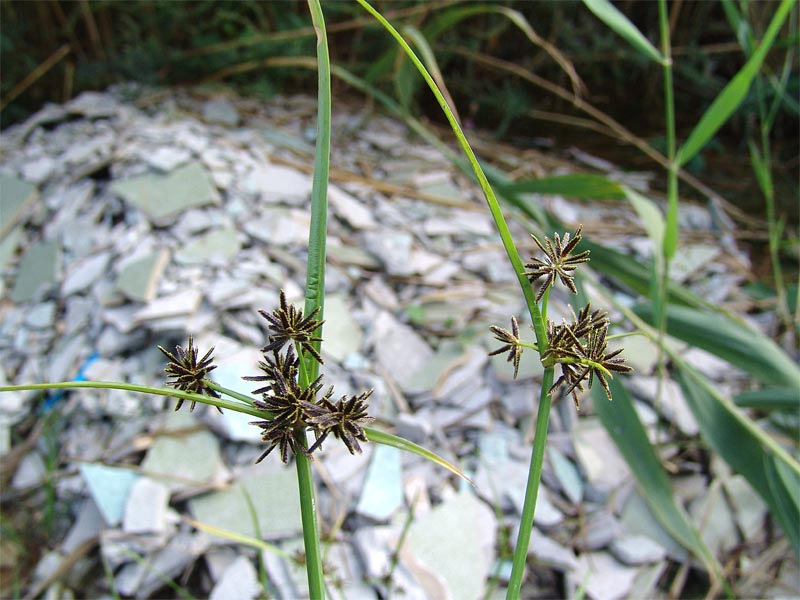 Image of Cyperus fuscus specimen.