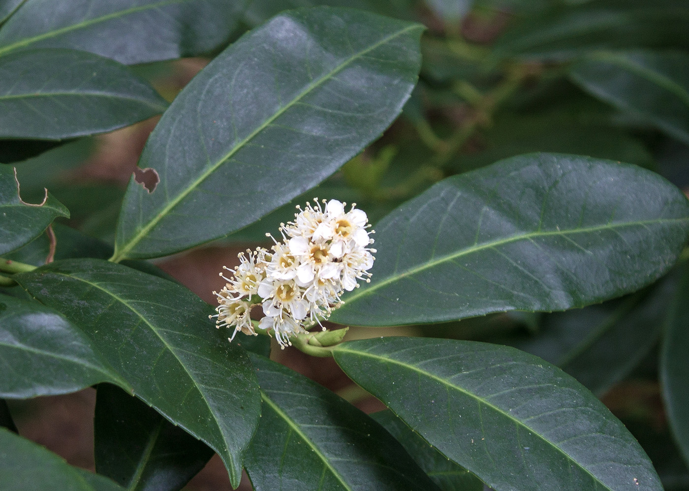 Изображение особи Lauro-cerasus officinalis.