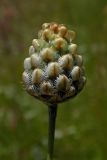 Centaurea orientalis