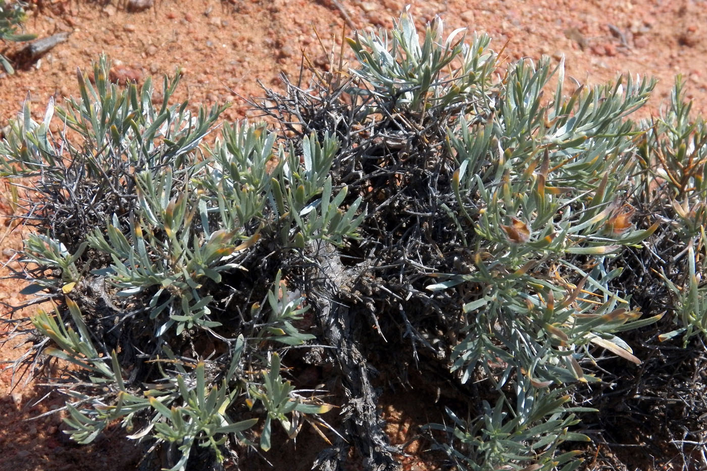 Image of Convolvulus tragacanthoides specimen.