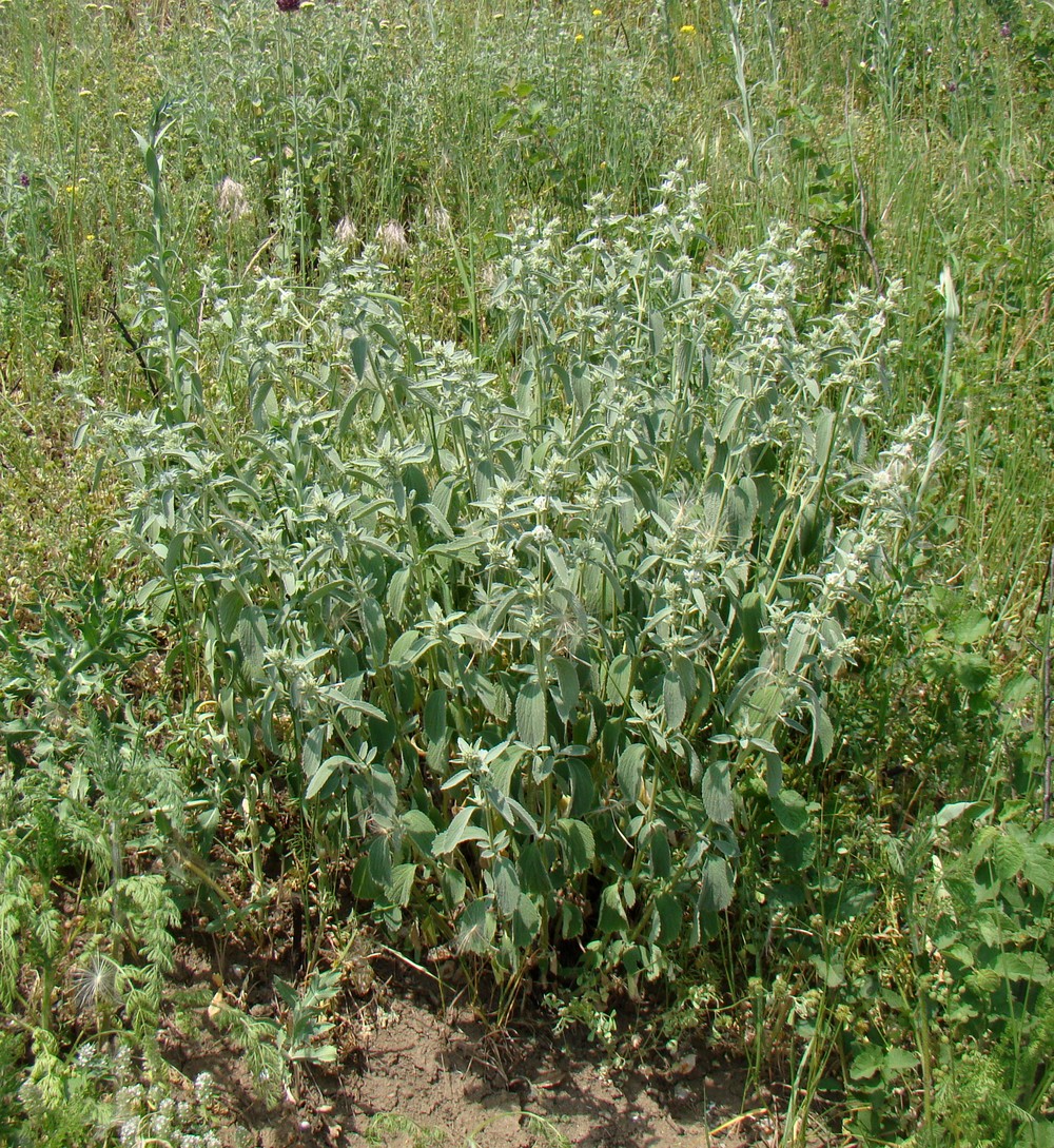 Image of Marrubium peregrinum specimen.