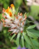 Anthyllis variety schiwereckii