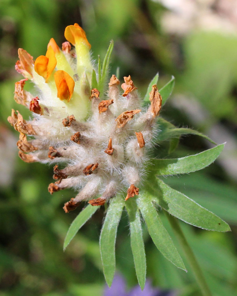 Image of Anthyllis vulneraria var. schiwereckii specimen.