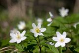 Anemone nemorosa