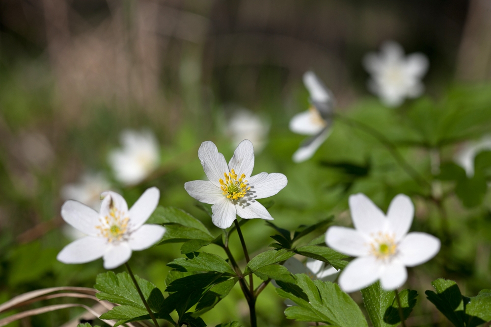 Изображение особи Anemone nemorosa.