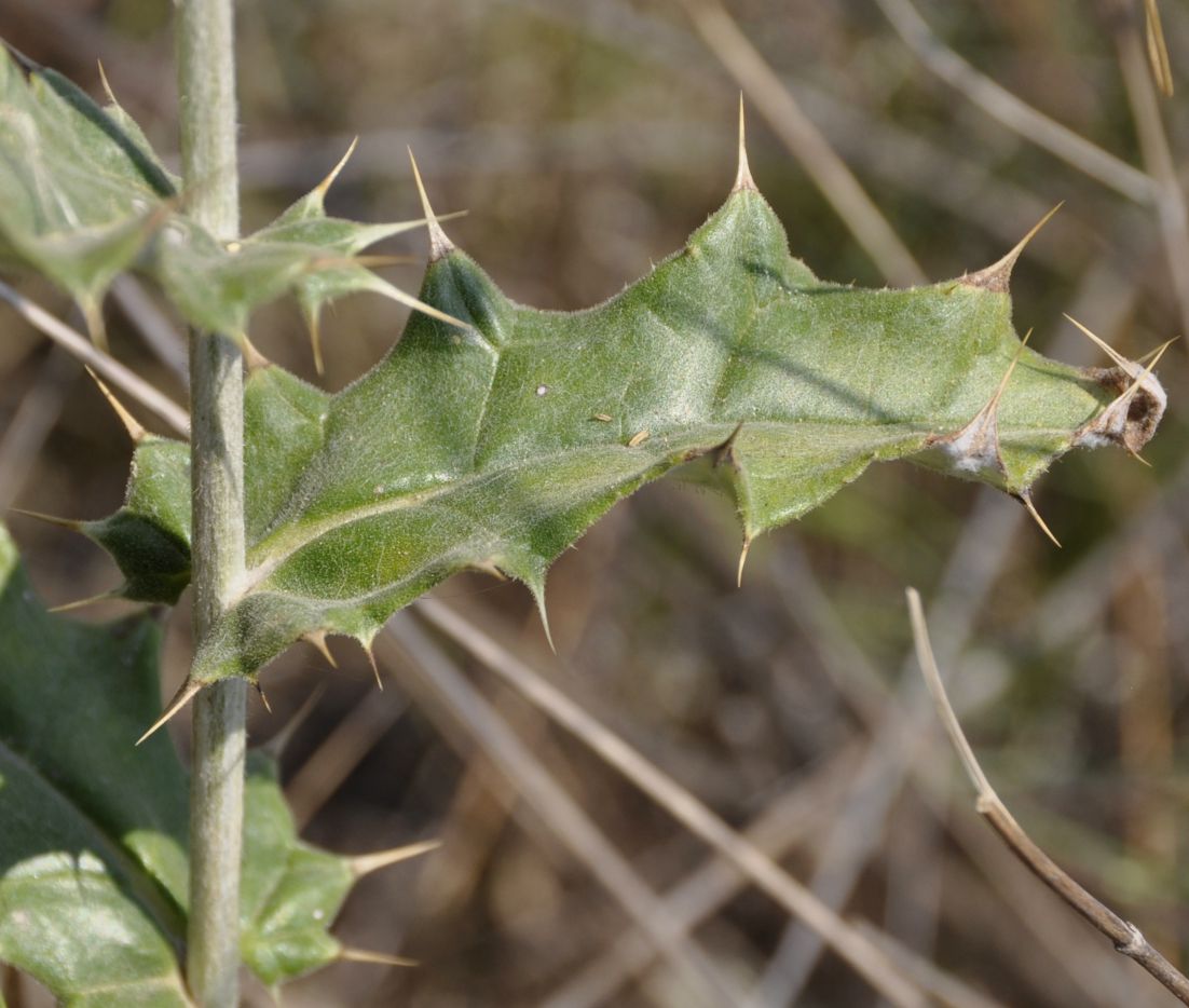 Image of Echinops albidus specimen.