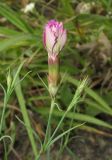 Dianthus versicolor