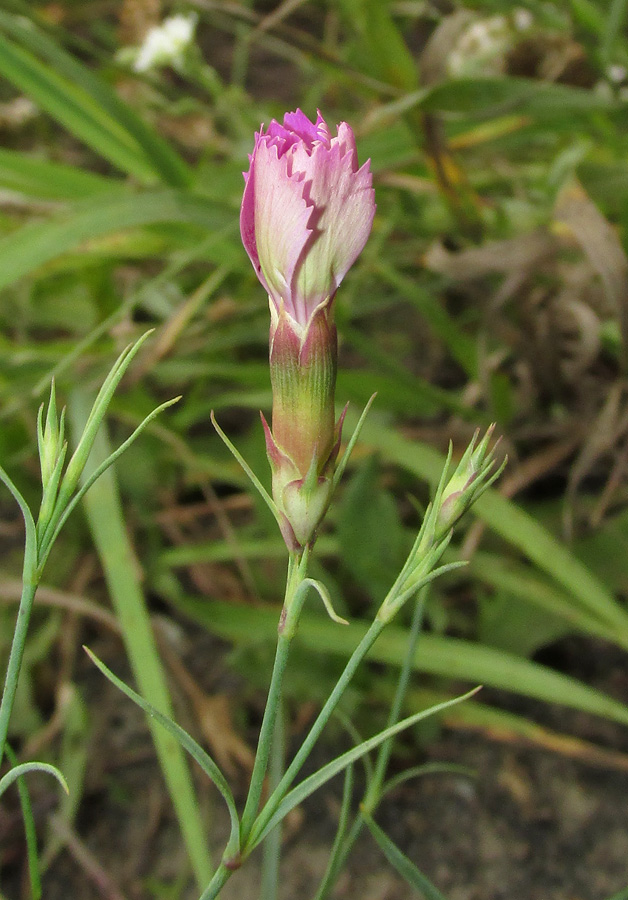 Изображение особи Dianthus versicolor.