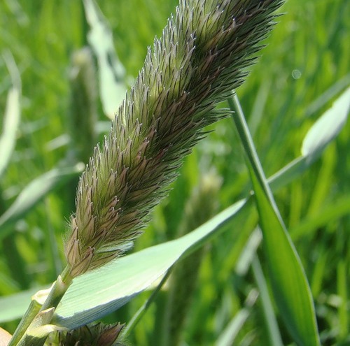 Image of Alopecurus arundinaceus specimen.