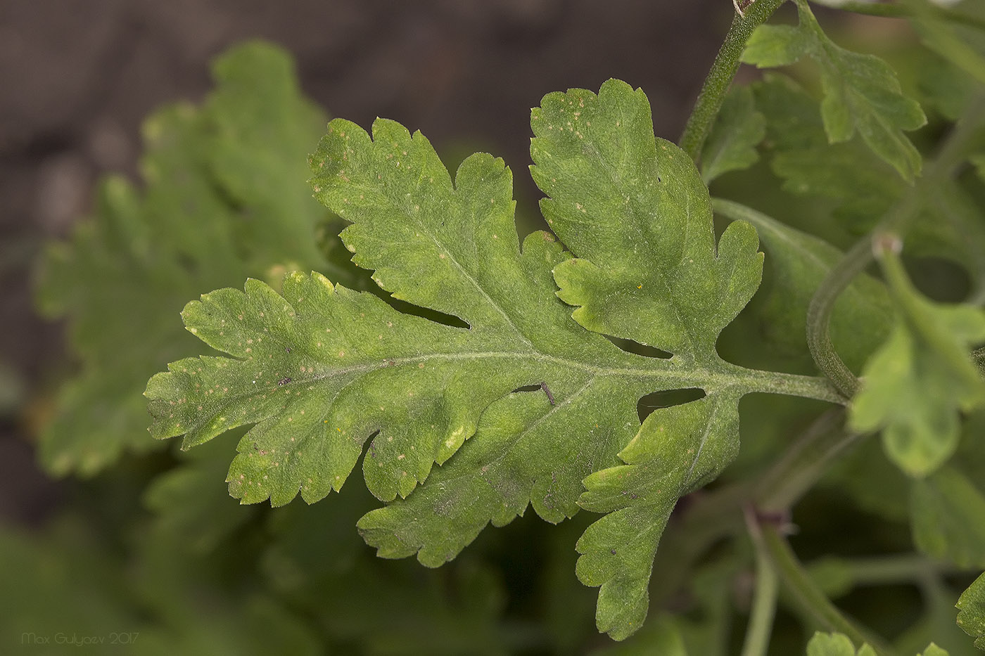 Изображение особи Pyrethrum parthenium.