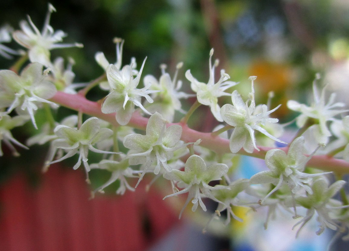 Изображение особи Anredera cordifolia.