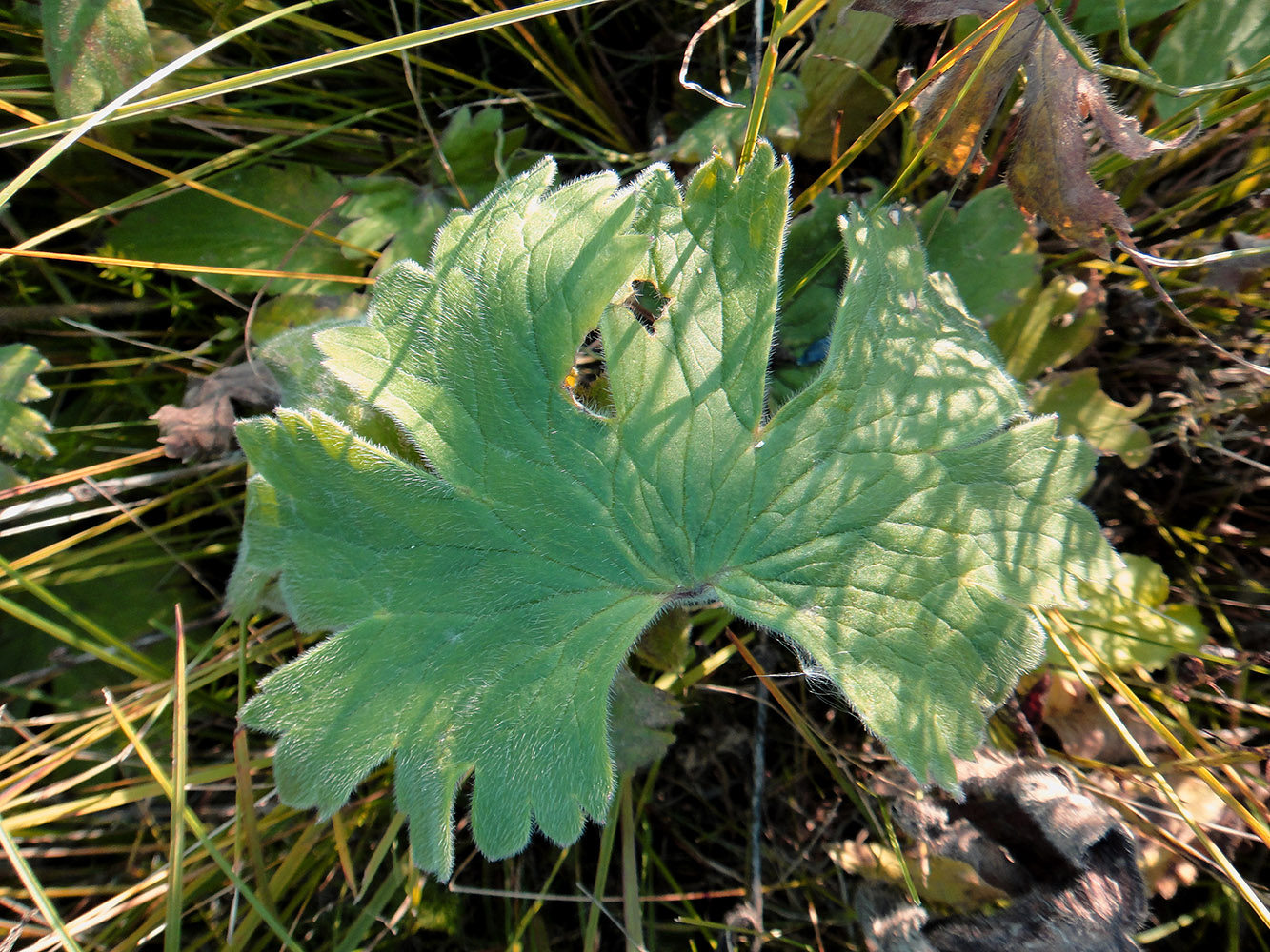 Image of Delphinium crassifolium specimen.