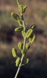 Reseda lutea