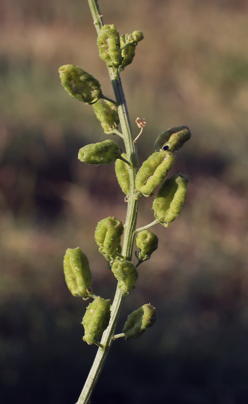 Image of Reseda lutea specimen.