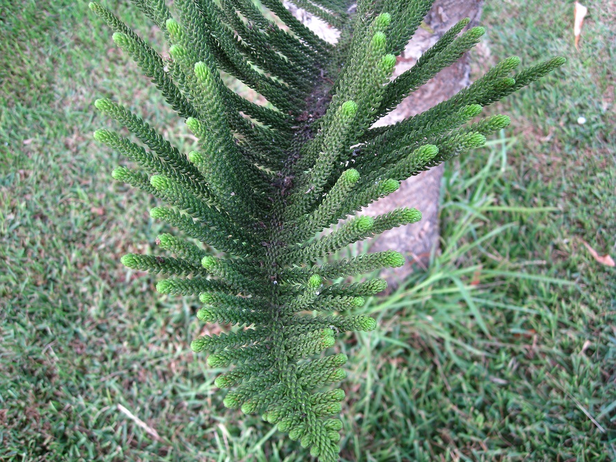 Изображение особи Araucaria heterophylla.