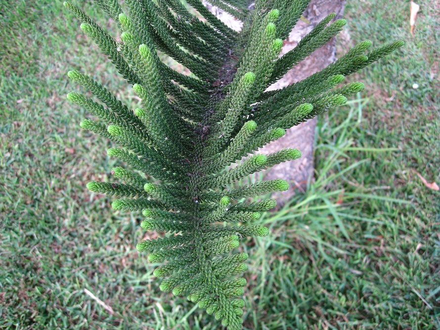 Image of Araucaria heterophylla specimen.