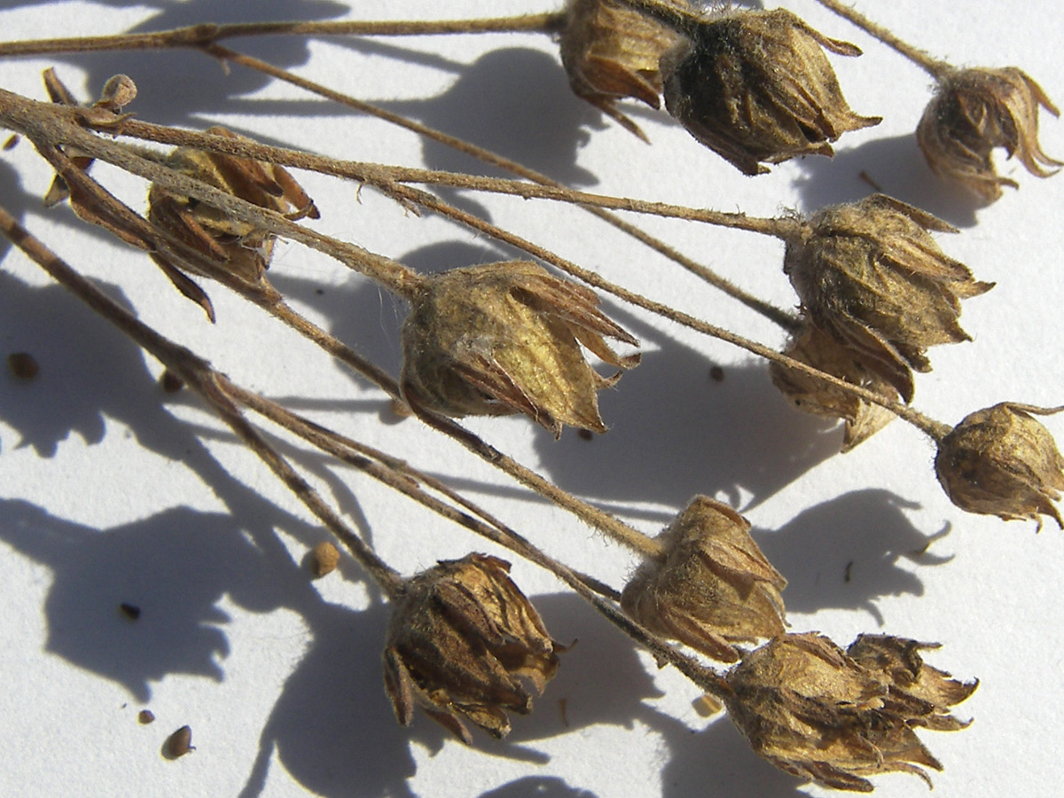 Image of Potentilla agrimonioides specimen.
