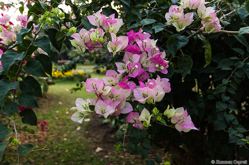 Изображение особи род Bougainvillea.