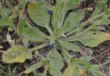 Echium plantagineum