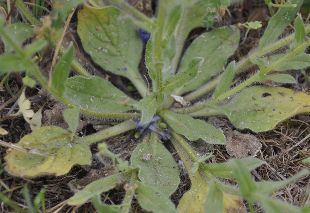 Изображение особи Echium plantagineum.