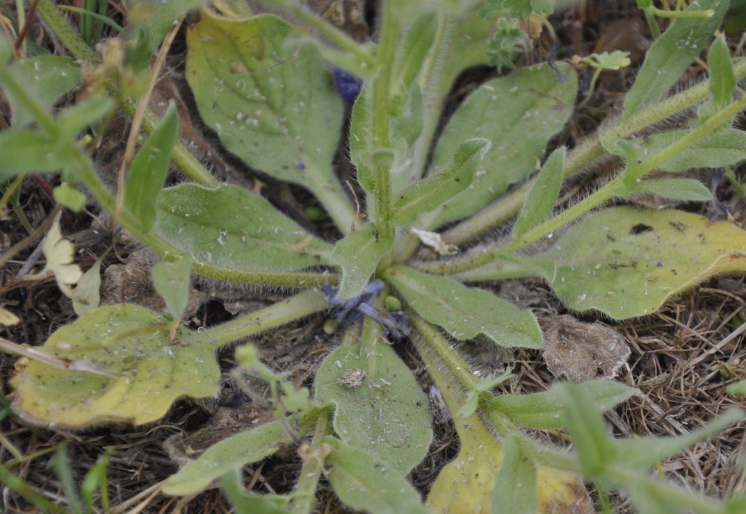 Image of Echium plantagineum specimen.