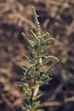 genus Chenopodium. Верхушка плодоносящего растения. Крым, Сакский р-н, окр. пос. Прибрежное, закустаренное степное прибрежье между морем и Симферопольским шоссе, пустырь. 10.08.2017.