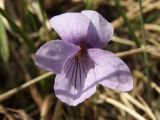 Viola epipsiloides. Цветок. Магаданская обл., окр. г. Магадан, бухта Нагаева, Морпортовская сопка, каменноберезняк. 28.05.2016.