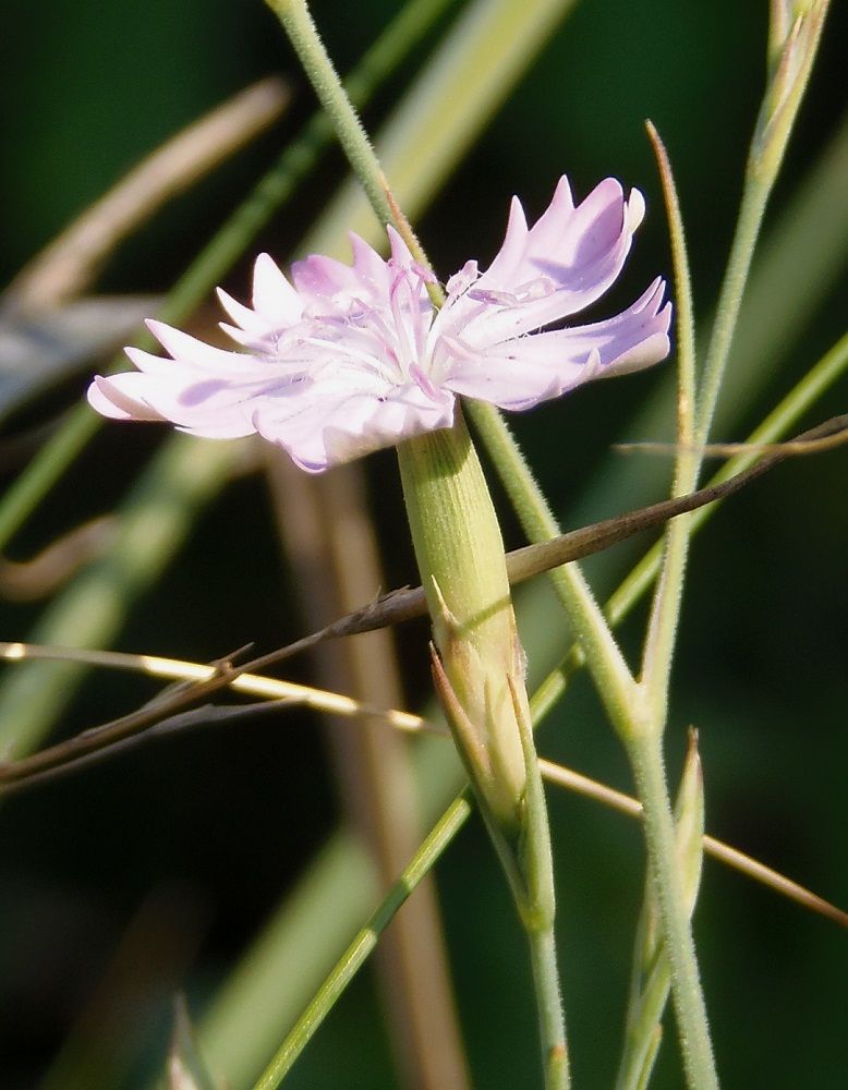 Изображение особи Dianthus pallens.