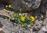 Crepis oreades. Цветущее растение. Таджикистан, Фанские горы, окр. Мутного озера, ≈ 3500 м н.у.м., каменистый склон. 02.08.2017.