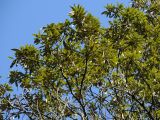 Chrysolepis chrysophylla. Ветви взрослого дерева. США, Калифорния, горки возле Сан-Франциско, восточный склон, обращенный к океану. 25.02.2017.