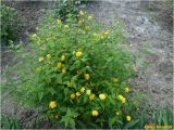 Kerria japonica variety pleniflora. Цветущее растение. Украина, г. Николаев, Заводской р-н, Намыв, прибрежная полоса городского пляжа. 09.05.2016.