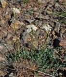 Thalictrum petaloideum. Цветущие растения. Монголия, аймак Архангай, долина р. Суман Гол, ≈ 2000 м н.у.м., каменистый сухой склон. 05.06.2017.