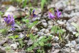 Astragalus humifusus