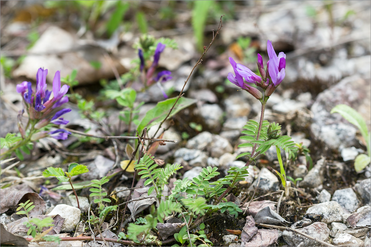 Image of Astragalus humifusus specimen.