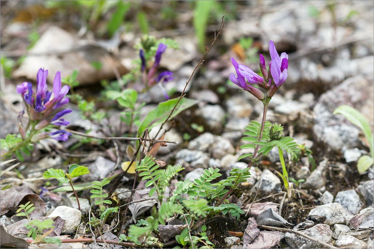 Изображение особи Astragalus humifusus.