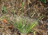 Eleusine indica