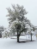 Quercus boissieri. Взрослое дерево, покрытое снегом. Израиль, Голанские высоты, мошав Одем. 26.01.2018.