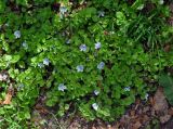 Veronica filiformis