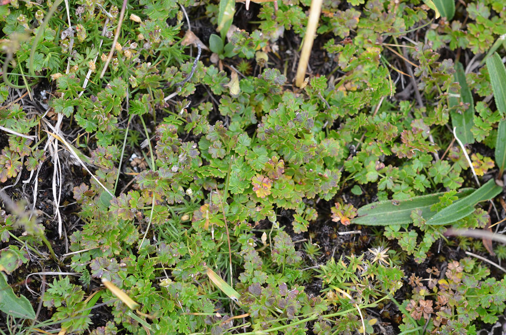 Image of Thalictrum alpinum specimen.