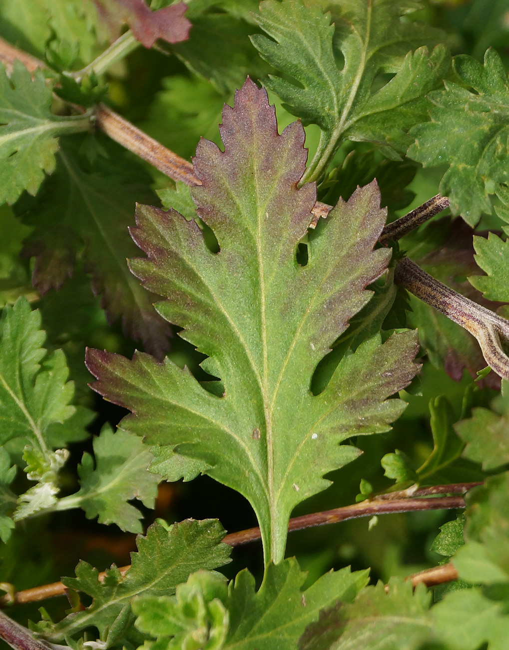 Image of Chrysanthemum indicum specimen.