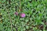 genus Impatiens. Побег с цветками. Китай, провинция Гуандун, р-н Шаогуань, геопарк \"Дансия\", лес на вершине горы. 18.10.2017.