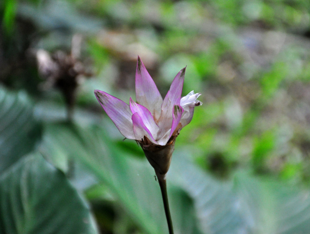 Image of Calathea loeseneri specimen.