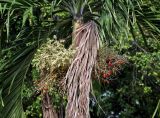 Adonidia merrillii