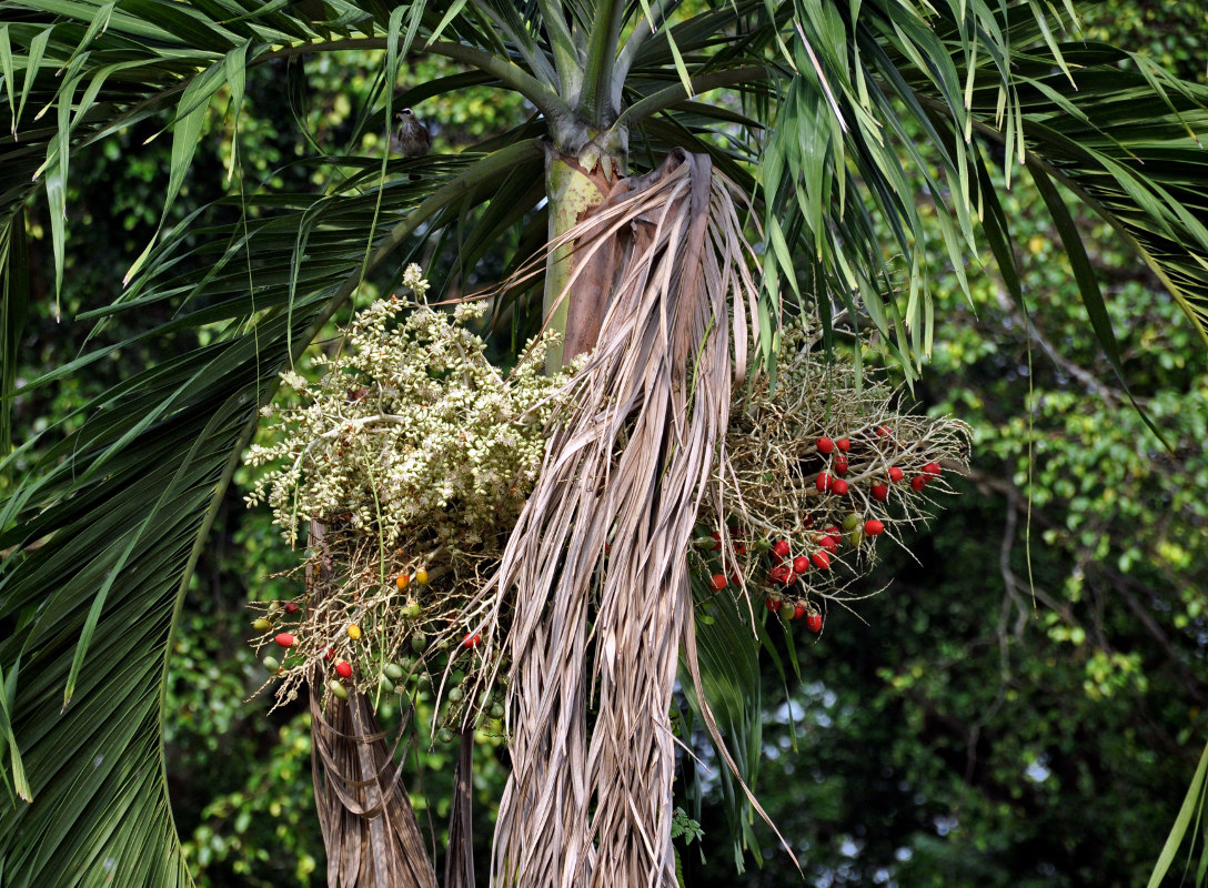 Image of Adonidia merrillii specimen.