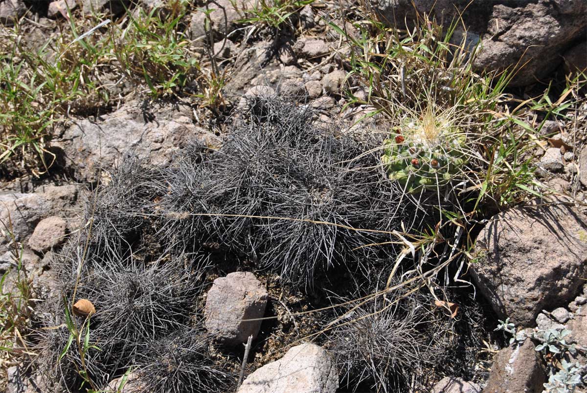 Image of Mammillaria compressa specimen.