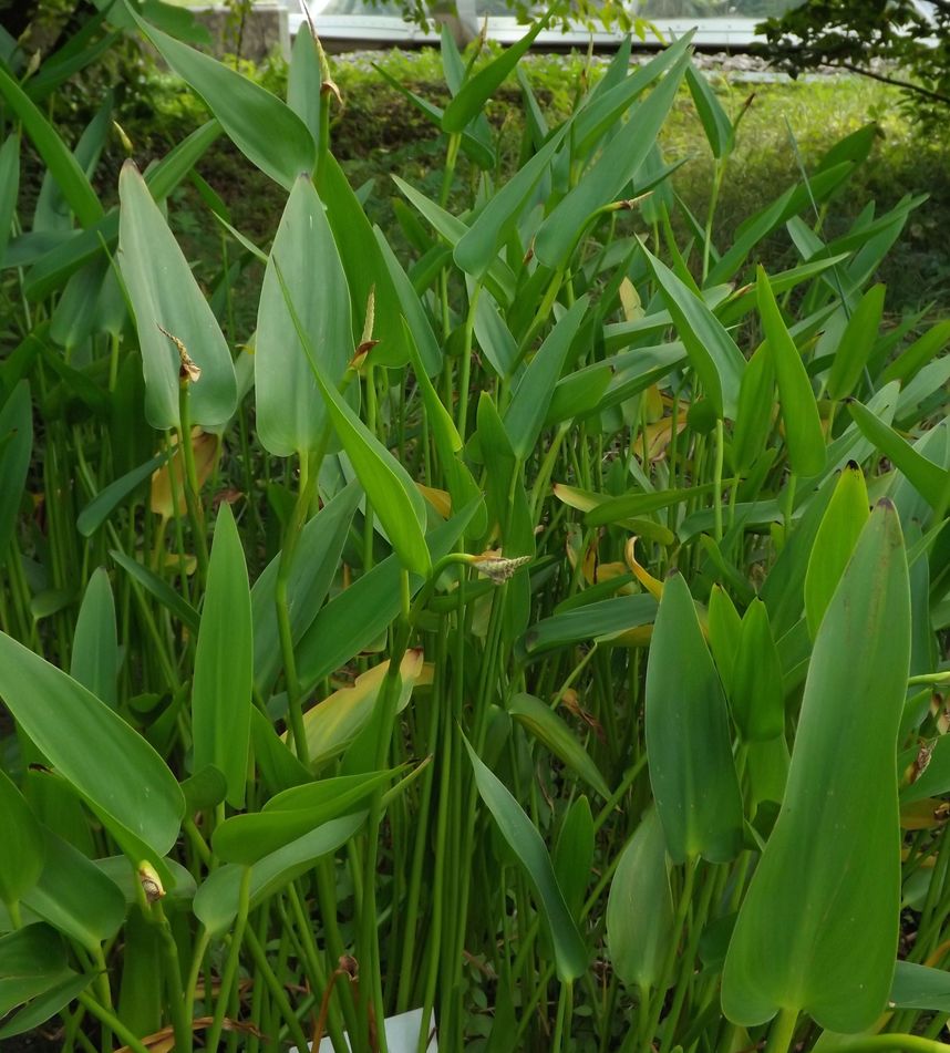 Image of Pontederia cordata specimen.