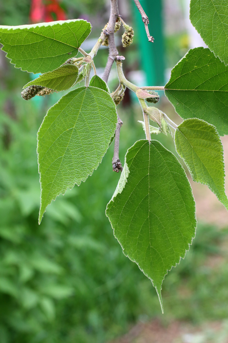 Image of Broussonetia papyrifera specimen.